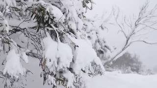 Exploring Perisher with 43cm of Fresh Snow!