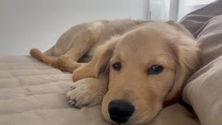 His status report on bite treatment