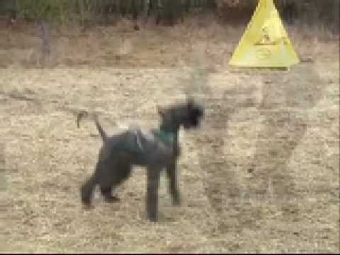 Famira Farah Goldest Danubius