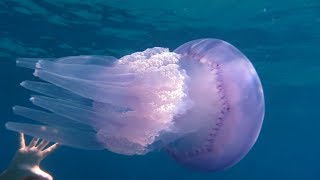 Korsika:  Riesen Qualle