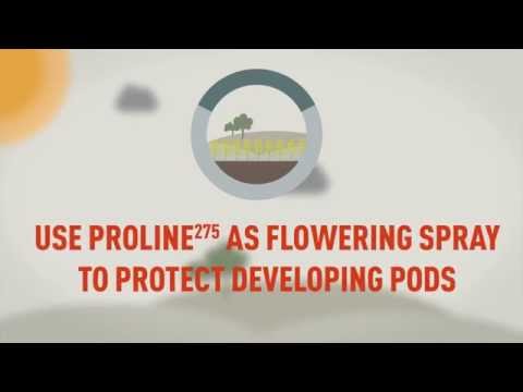 How to control Light leaf spot in Oilseed rape