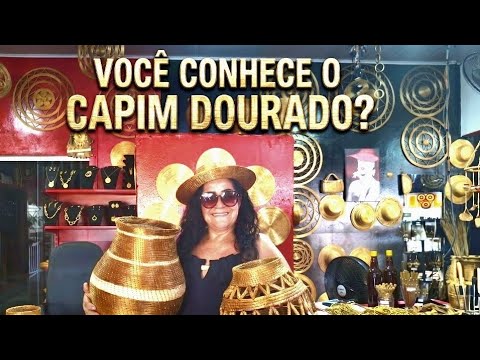 VOCÊ CONHECE O CAPIM DOURADO?