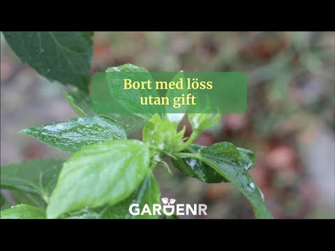 Bort med löss utan gift - Trädgårdshacks med GardenR