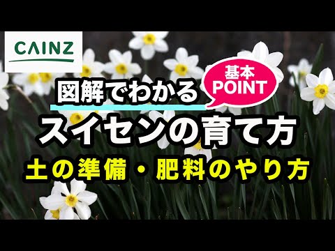 水仙:春の兆しを感じる植え付け時期 植物