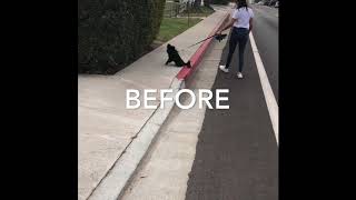Leash pulling fixed in ten minutes.