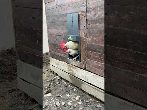 Alüminyum Otomatik Kümes Kapısı