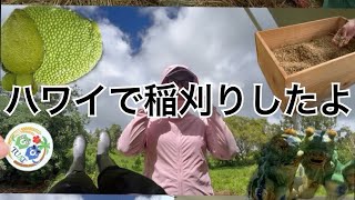 ハワイで稲刈りしたよ