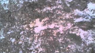 Knight owl wicked west