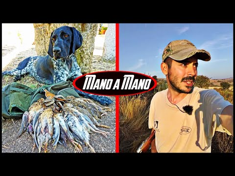 CAZA de CODORNICES y al final… Paloma TORCAZ ¡Sabor a Media Veda!