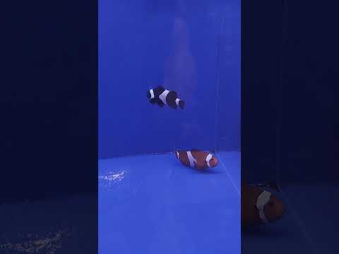 Black Phantom Clownfish Pair 120824