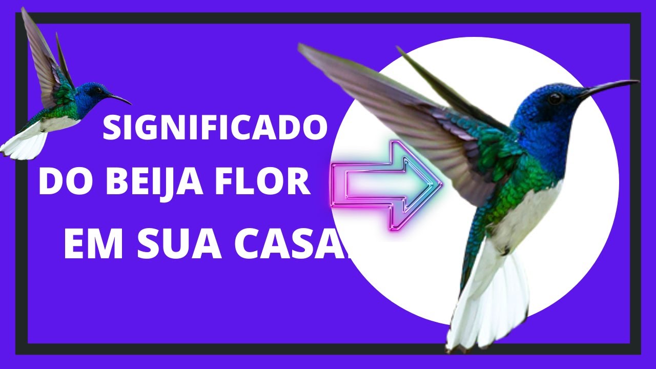 presságio do beija flor/ qual o significado do beija flor