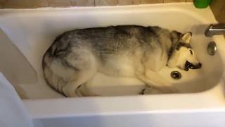 Stubborn Husky throws hilarious temper tantrum