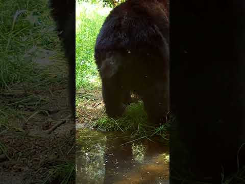 Huge Bear Poops In The Water Hole And Runs Away Terrified.