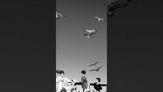 대부도/시화나래휴게소/갈매기먹이주기/カモメと遊ぶ/韓国/大阜島