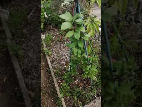 Meine 5 Moringa Pflanzen