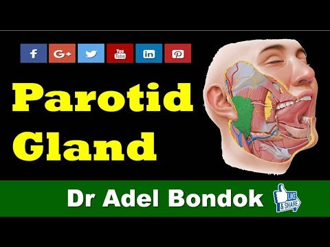 Anatomy of the Parotid Gland, Dr Adel Bondok Channel