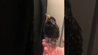 Download lagu Burung jalak ini bisa meniru suara APAPUN 🐦‍⬛ #lucu #untukmu #hewan #imut mp3