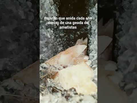 ANIDANDO ENTRE AMATISTAS | Minas de Wanda, Misiones