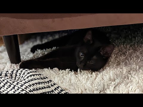 How Do I Stop My New Cat From Hiding From Me?