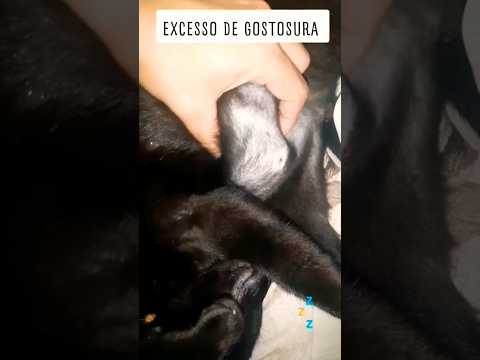 Todynho com seu excesso de gostosura #pets #animais