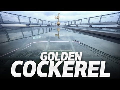 download lagu mp3 mp4 Tottenham Cockerel, download lagu Tottenham Cockerel gratis, unduh video klip Download Tottenham Cockerel Mp3 dan Mp4 Popular Gratis