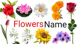 flowers name, 10 flowers name, flower, flowers name for kids