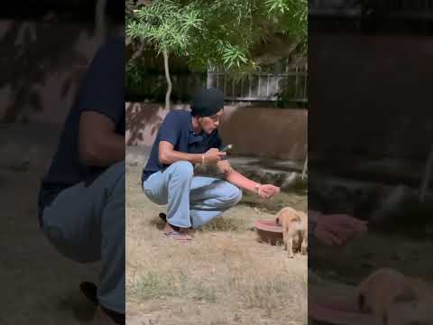 @Satinder-Sartaaj #satindersartaaj #trending #petlover #petlovers #dogs #dogshorts #masumiyat