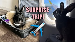Lennon Goes on a Surprise Trip! And Almost Got Us Kicked off the Plane!