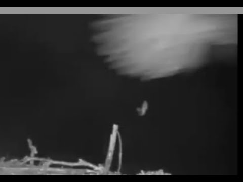 Late night drama as Louis the Loch Arkaig Osprey chases another intruder: 13 Apr 2020
