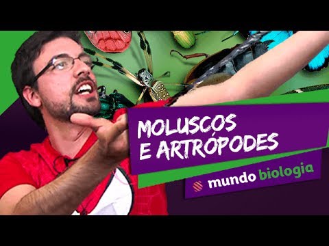 🐍 Zoologia (4/6): Moluscos e Artrópodes - Biologia - ENEM