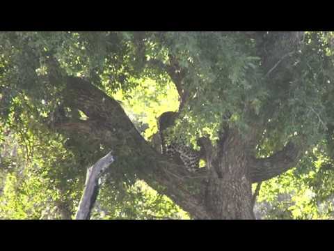 Djuma: Hosana at the pan getting a morning shower then returns to carcass tree - 06:57 - 07/17/18