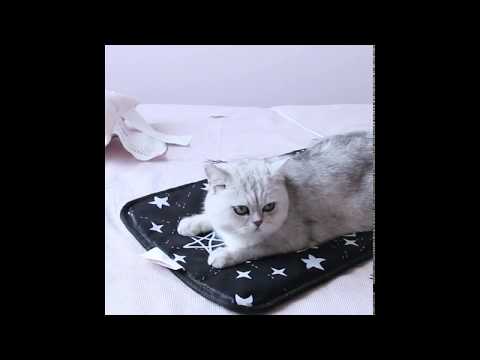 Hipidog Dog Blanket Heating Mat Electric Pad for Cats Heated Warmer Bed Waterproof Carpet Pet Winter