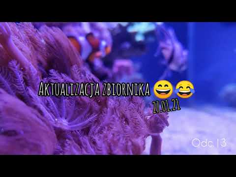 Akwarium morskie - Gdzie euphylie? odc.13