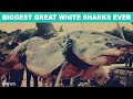 10 Biggest Great White Sharks Ever Recorded