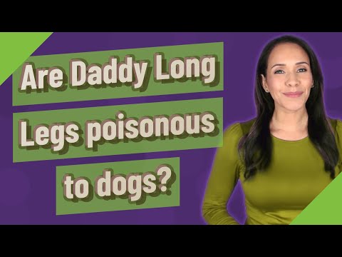Are Daddy Long Legs poisonous to dogs?