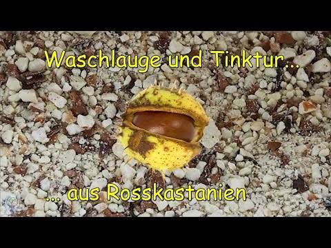 Rosskastanienlauge - Herstellung