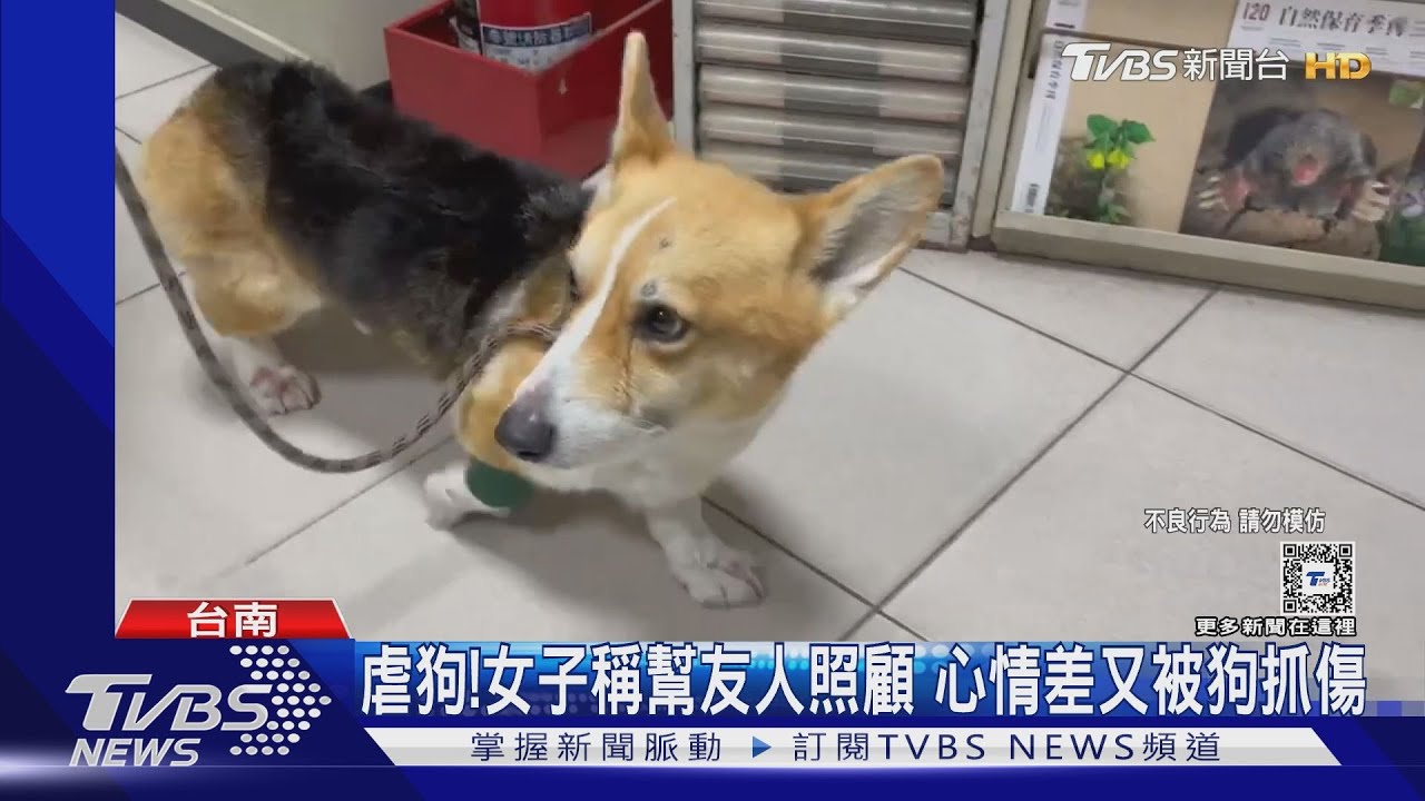 找到了！網友集結台南虐狗人住處丟雞蛋　摔狗內幕曝光