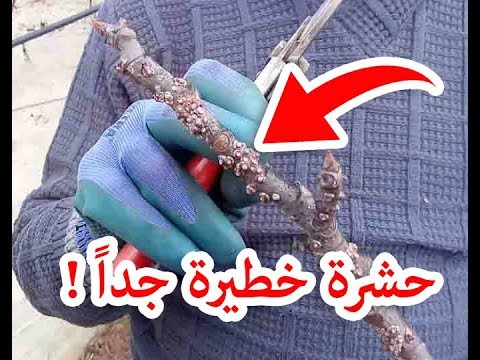 , title : 'طريقة للقضاء على حشرة التين الشمعية الجدري .| How to kill fig tree bugs'