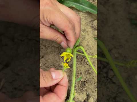 Hand-Pollinating Technique For Watermelons and Cucumbers #farmingtech @RomFarm