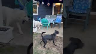 Video preview image #1 Great Pyrenees Puppy For Sale in Spring, TX, USA