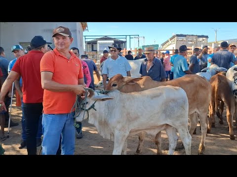 GADO COM FORÇA NA FEIRA DE LAGOA DE PEDRAS-RN 
