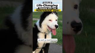 “Independent” Dog? 😮‍💨 How to Unlock Life-Changing Harmony #dogtraining #dogtrainer #stubborndog