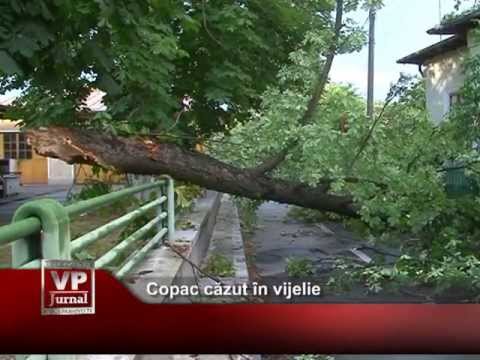 Copac căzut în vijelie