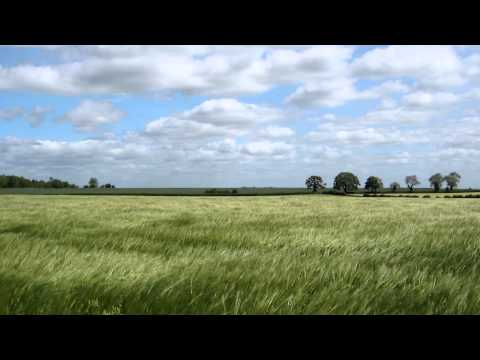 A Cotswold barley field blowing in the breeze