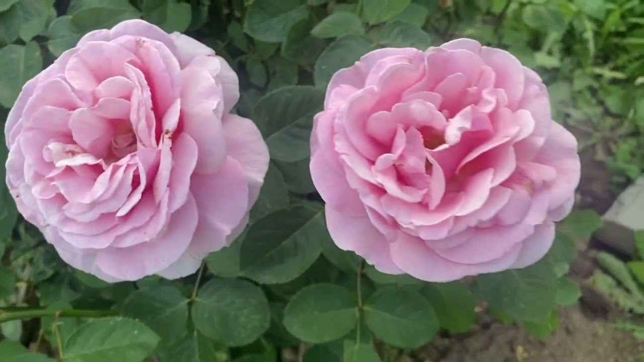 Фредерик Мистраль  - лучшая роза в моем саду