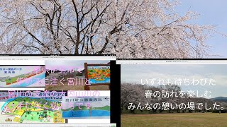 宮川沿いに咲くさくらです。