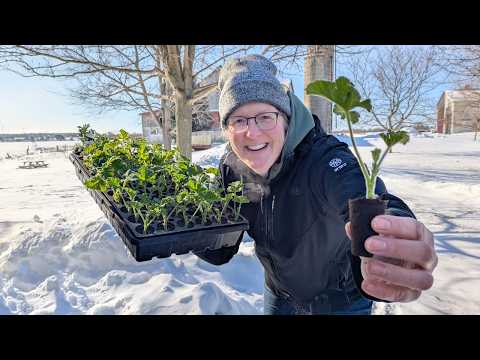 #99 Geranium Cuttings, Seed Success🌱… and Rotting Dahlias 😟
