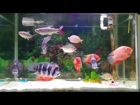 六間魚混養