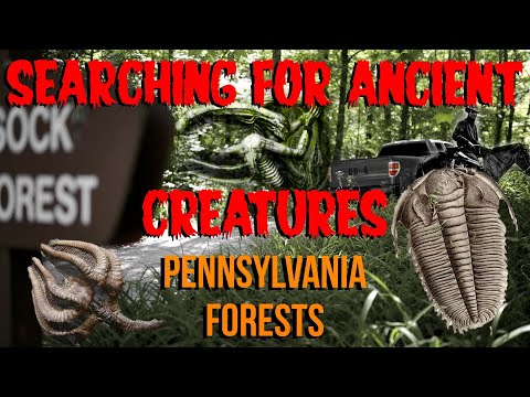 ペンシルベニアの森で古代の化石を見つける方法
