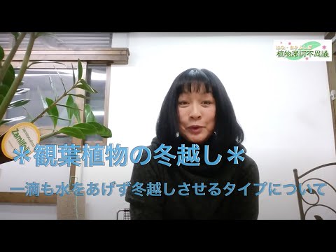 植物は冬の覆いの下で水をやるべきですか？はい、いいえ!  庭園